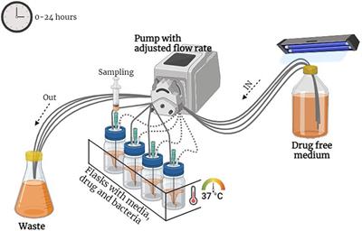 A pharmacodynamic investigation to assess the synergism of orbifloxacin and propyl gallate against Escherichia coli